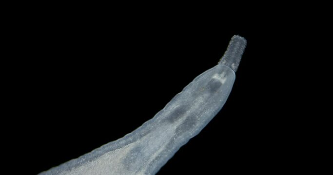Nemertea worm under a microscope, class Hoplonemertea, order Monostilifera. You can see the proboscis. White Sea.