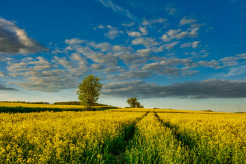 Summer Landscape with Rape Field on the Background of Beautiful. Deutchland.