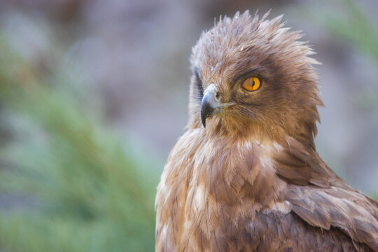 Eagle Close Up Portrait. High quality photo