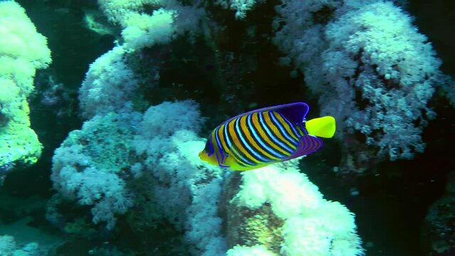 The bright and beautiful Regal angelfish (Pygoplites diacanthus) swims slowly along the coral reef wall.