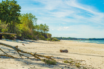 Fototapeta na wymiar A wind-broken tree lies on a sandy beach in a small cove.