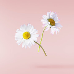 A beautiful white daisy or chamomile flower