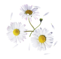 A beautiful white daisy or chamomile flower