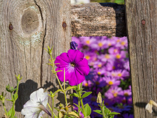 Blooming petunia flowers in the garden near a rotten wooden fence