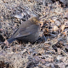 Blackbird