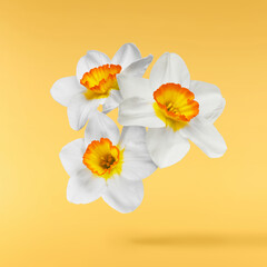 Fototapeta premium A beautiful white nascissus flower falling in the air isolated