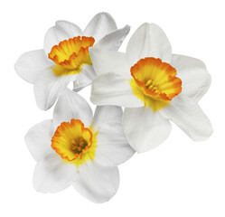 Fototapeta na wymiar A beautiful white nascissus flower falling in the air isolated