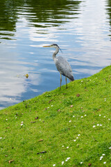 Héron cendré en ville au bord des étangs