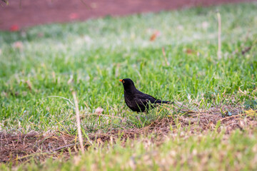 Pájaro en el municipio del Puerto de la Cruz, isla de Tenerife.