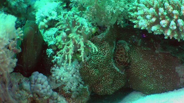 A large Giant moray (Gymnothorax javanicus) pulls its head into a coral crevice, close-up.