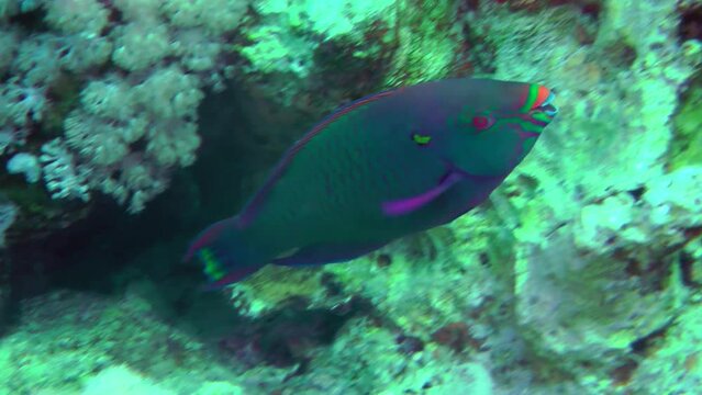 A brightly colored male Purple-brown parrotfish (Scarus fuscopurpureus) bites hard corals with powerful teeth in search of food.