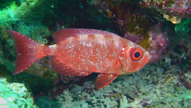 Moontail bullseye (Priacanthus hamrur) next to a coral reef, close-up.