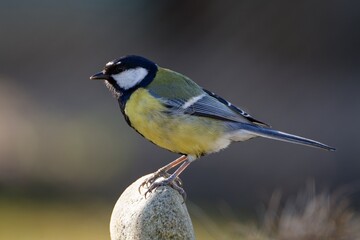 Fototapeta premium Great tit on the stone. Backlight. Moravia. Czechia.