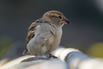 House sparrow, female standing on a stone. Moravia. Czechia.