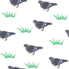 Seamless pattern gray pigeons, green grass on white background. Drawn grey rock doves repeating print, vector eps 10