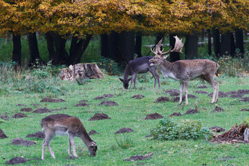 Damhirsch im Herbst währen der Brunftzeit	