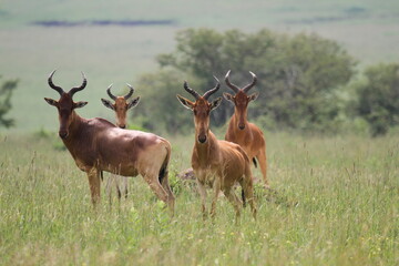 Naklejka na ściany i meble A group of four hartebeest standing on green grass looking into camera