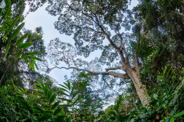 Marantaceae forest interior. Odzala-Kokoua National Park. Cuvette-Ouest Region. Republic of the Congo