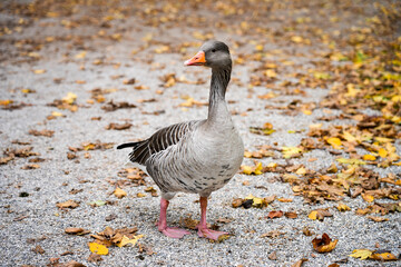 Portrait of a greylag goose in autumn. Wild bird. Anser.
