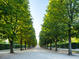 Park with Beautiful Avenue of Horse Chestnut Trees	