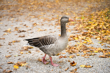 Portrait of a greylag goose in autumn. Wild bird. Anser.
