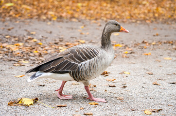 Portrait of a greylag goose in autumn. Wild bird. Anser.
