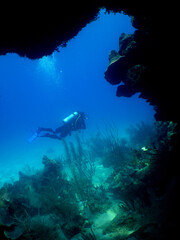 a diver in a coral reef in the caribbean sea