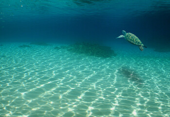Fototapeta na wymiar a sea turtle in its natural environment