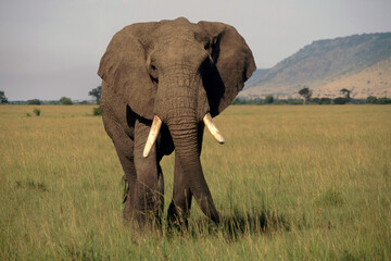 Fototapeta na wymiar Challenging Bull Elephant, Masai Mara, Kenya