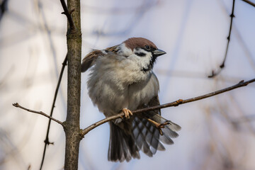 Eurasian tree sparrow.  Kung fu sparrow. Sparrow is sitting on the branch. Sparrow is doing exercise. The tree sparrow is moving.