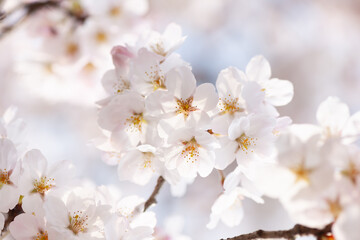 日を浴びる桜