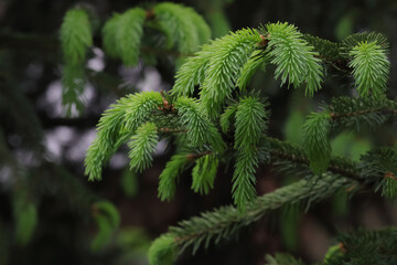 Blooming fir branch. Fresh spruce branch in spring forest. Fir branches with fresh shoots. Young growing fir tree sprouts on branch. Green buds. Natural coniferous background texture. Spring nature.