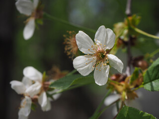 Cherry blossom in spring. Pollens of the fruit flowers.