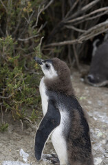 Magellanic penguins at the beach of Cabo Virgenes at kilometer 0 of the famous Ruta40 in southern...