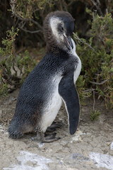 Magellanic penguins at the beach of Cabo Virgenes at kilometer 0 of the famous Ruta40 in southern...