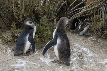 Magellanic penguins at the beach of Cabo Virgenes at kilometer 0 of the famous Ruta40 in southern Argentina, Patagonia, South America 