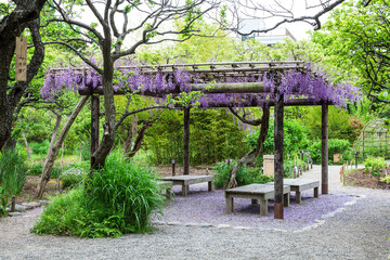 向島百花園, 藤棚,