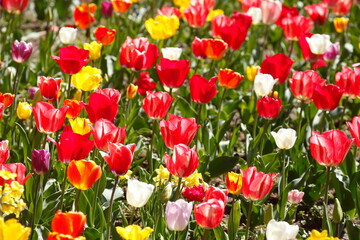 Bunt blühendeTulpen,  (Tulipa), Blumenbeet, Deutschland