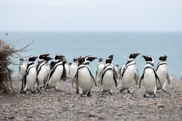 Magellanic penguins at the beach of Cabo Virgenes at kilometer 0 of the famous Ruta40 in southern...