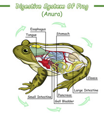 Fototapeta na wymiar Digestive system of frog