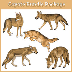 Set of Coyote different poses, Coyote vector illustration Bundle vector illustration