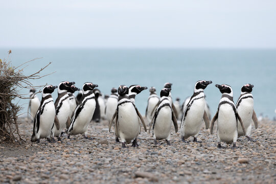 Magellanic penguins at the beach of Cabo Virgenes at kilometer 0 of the famous Ruta40 in southern Argentina, Patagonia, South America 