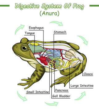 Digestive system of frog