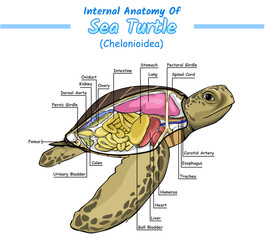 Sea Turtle internal identification guide vector illustration