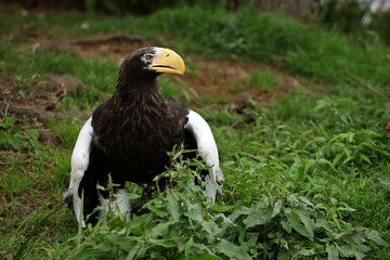 草むらで休むオオワシのポートレート