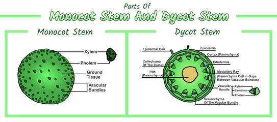 Internal Structures of Monocot Stem And Dycot Stem