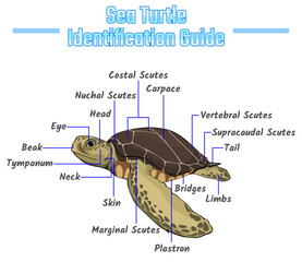 Sea turtle identification guide