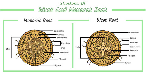 Internal root structure of monocot root and dicot root