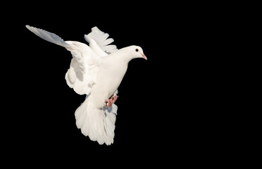 white dove in flight isolated on black