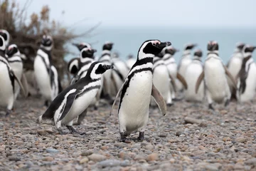 Tragetasche Magellanic penguins at the beach of Cabo Virgenes at kilometer 0 of the famous Ruta40 in southern Argentina, Patagonia, South America   © freedom_wanted